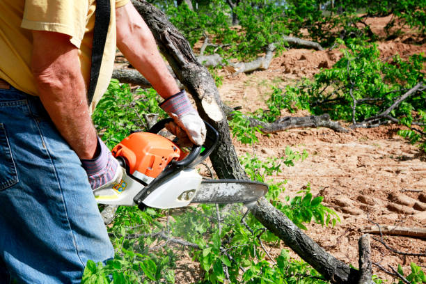 Professional Tree Services in Lake Wissota, WI